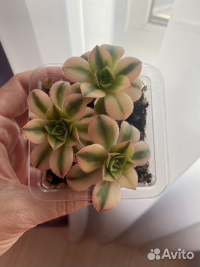 Эониум Старбурст