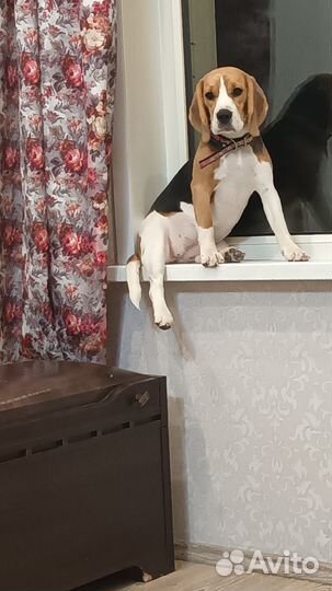 Продам бигль