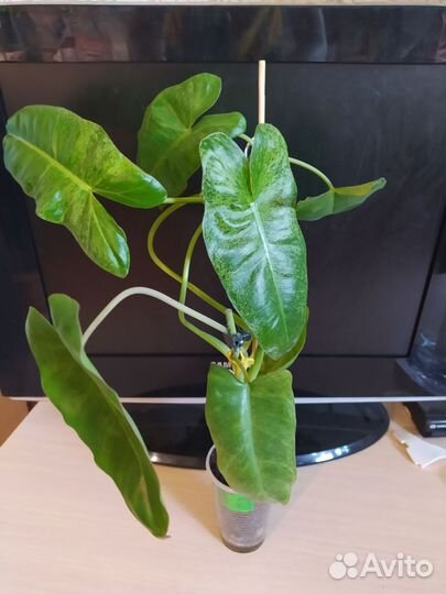 Саншайн, параизо верде