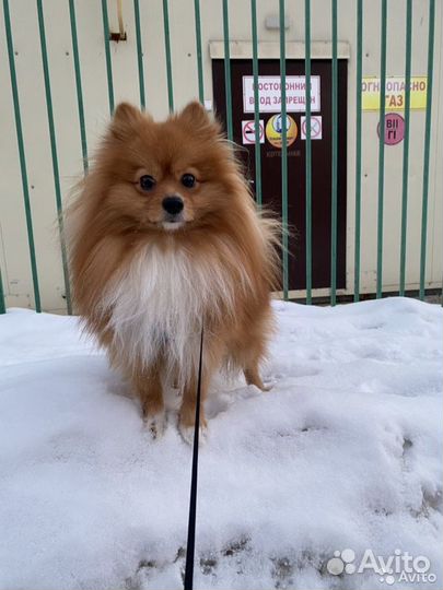 Немецкий шпиц вязка