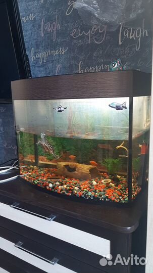 Продам аквариум с рыбами