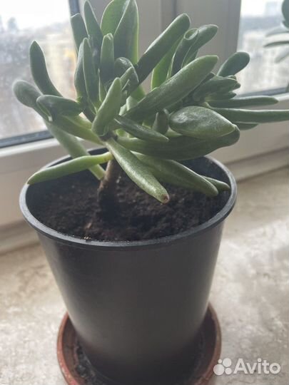 Толстянка, Крассула Хоббит