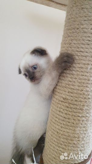 Шотландский вислоухий котенок