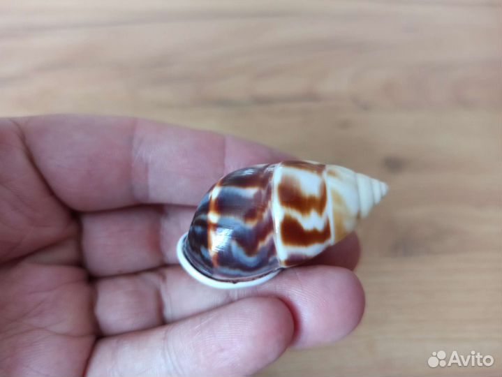 Морская раковина