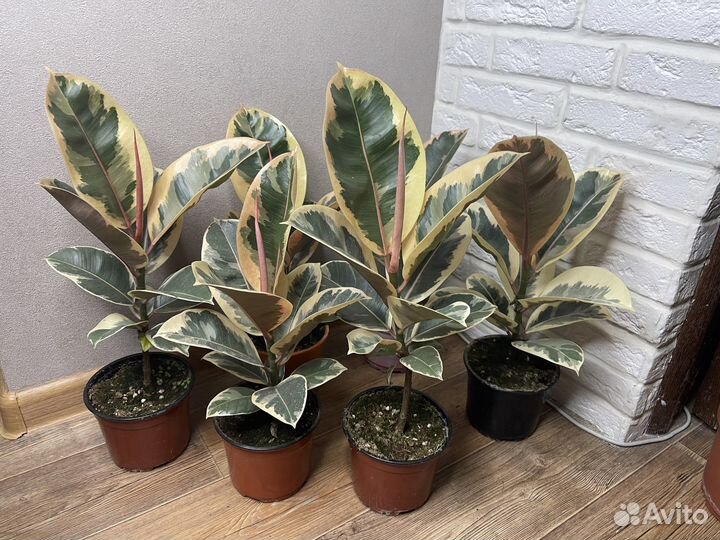 Фикус эластика тинеке комнатные цветы