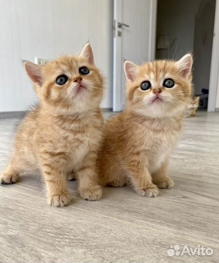 Шотландские вислоухие котята золотая шиншила