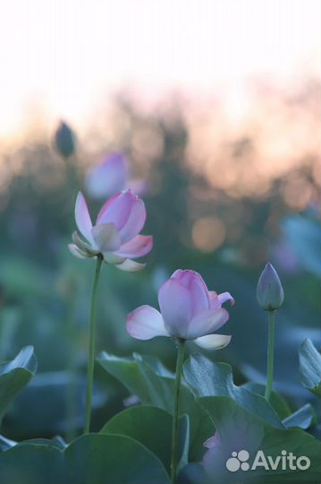 Экскурсии на лотос (лотосовые поля) в Астрахани