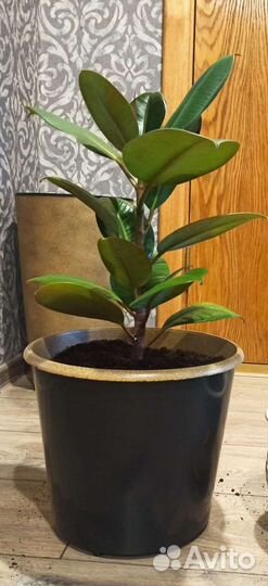 Фикус каучуконосный