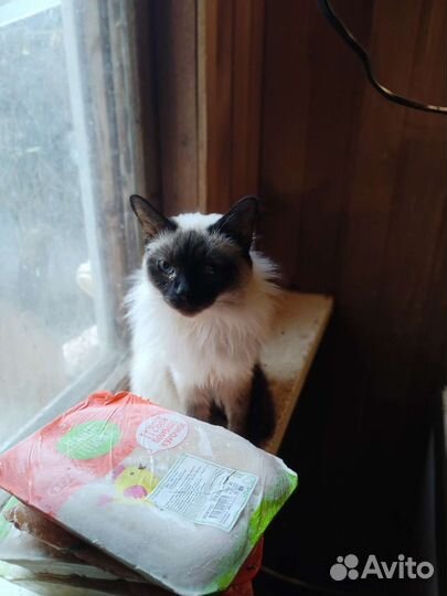 Сиамские кошки бесплатно