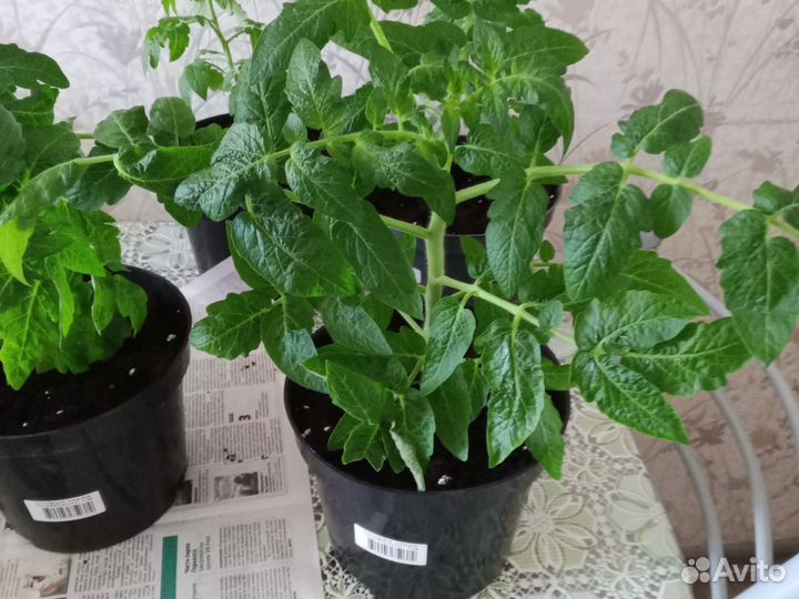 Рассада помидор Пиноккио и др