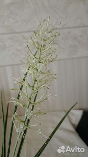 Сансевиерия парва