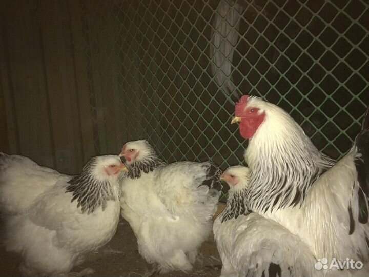 Домашняя птица