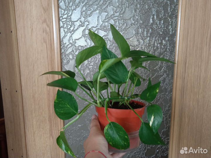 Сциндапсус золотистый, бегония