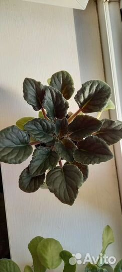 Сортовые фиалки