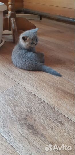 Британские котята