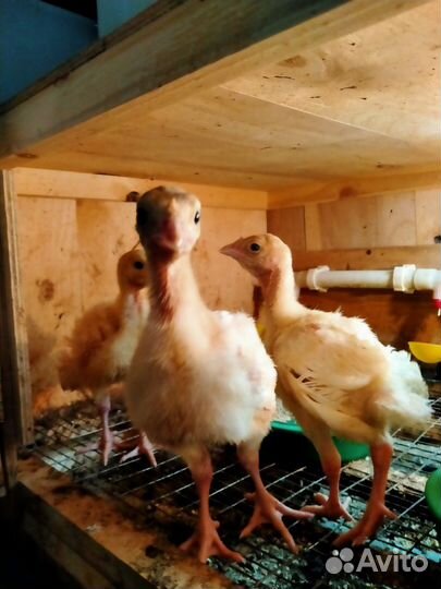 Яйцо инкубационное Вывожу на Заказ