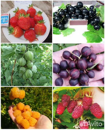 Саженцы плодово-ягодных