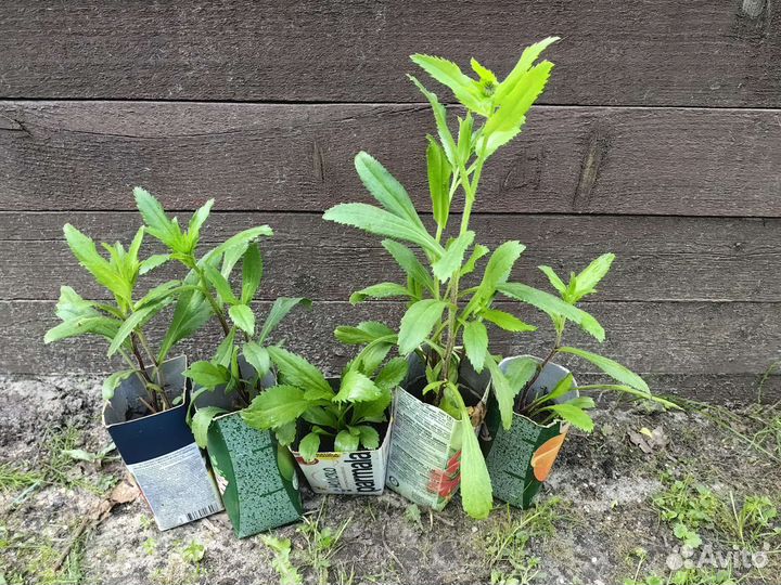 Ромашки крупные