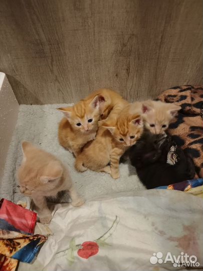 Котики ищут семя