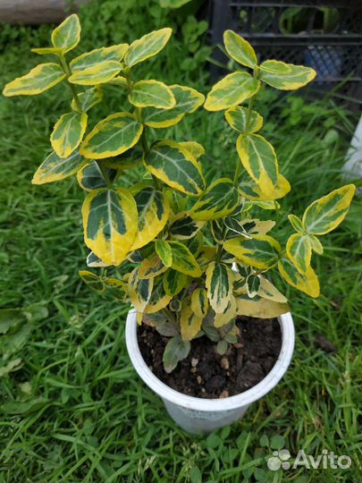 Бересклет Форчуна