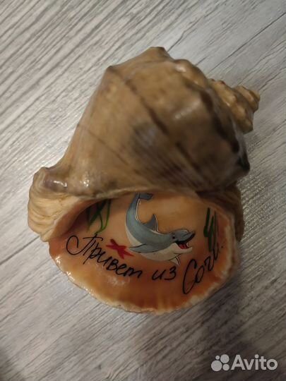 Ракушка морская большая