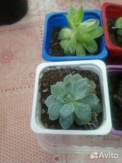 Фикус, цикуленты