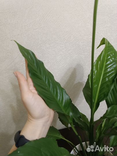 Спатифиллум цветок женское счастье