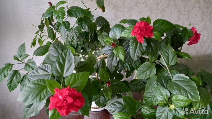 Гибискус китайская роза