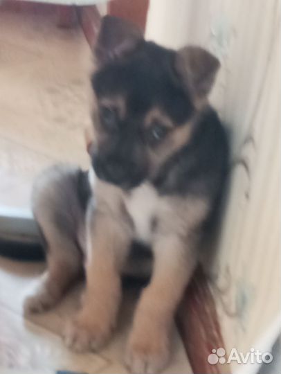 Одам собаку в хорошие руки