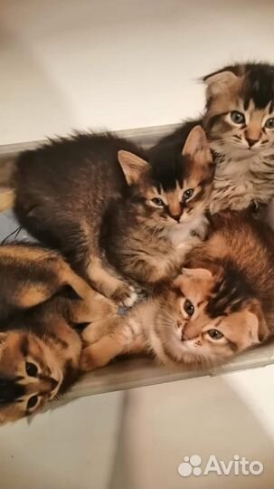 Котята в добрые руки