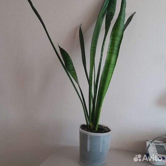 Сансевиерия сортовая