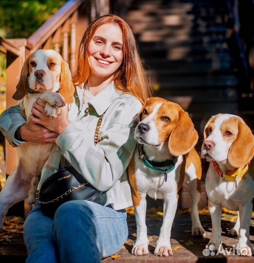 Собака для фотосессии. Бигль