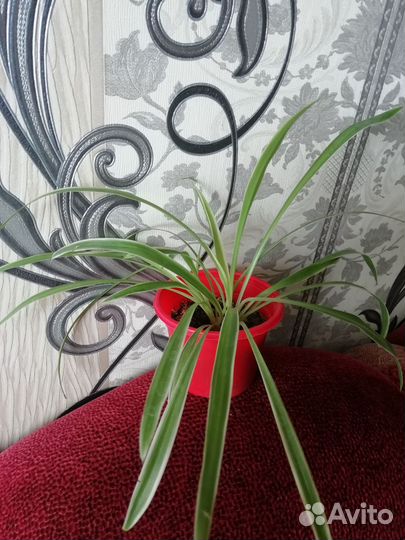 Хлорофитум Океан