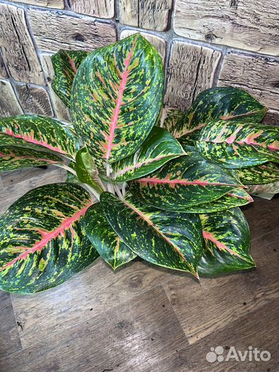 Аглаонема кокомелон