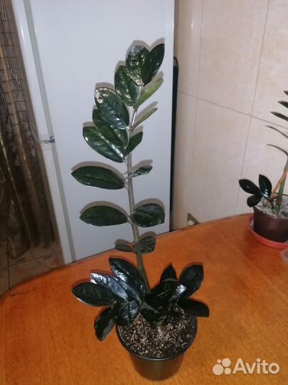 Замиокулькас черный ворон