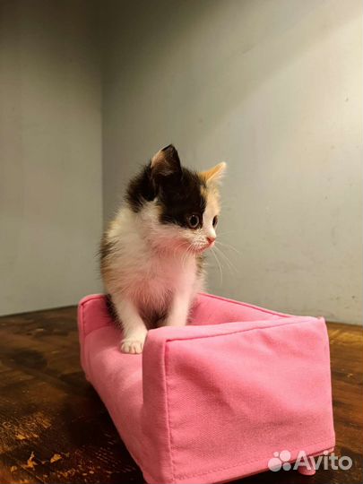 Котенок трехцветный девочка