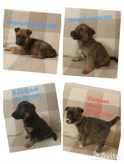Щеночки в добрые ручки