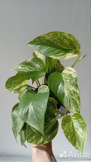 Экзотические комнатные растения