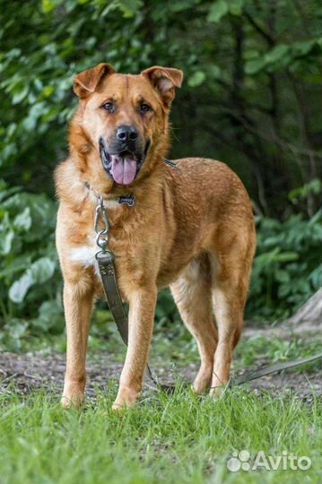Собака рыжий пёс в добрые руки бесплатно