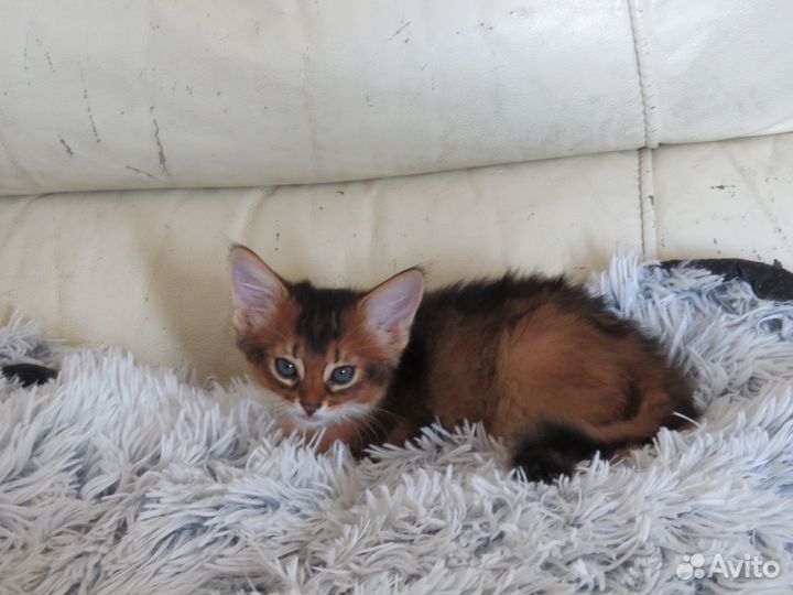 Сомалийские лисички