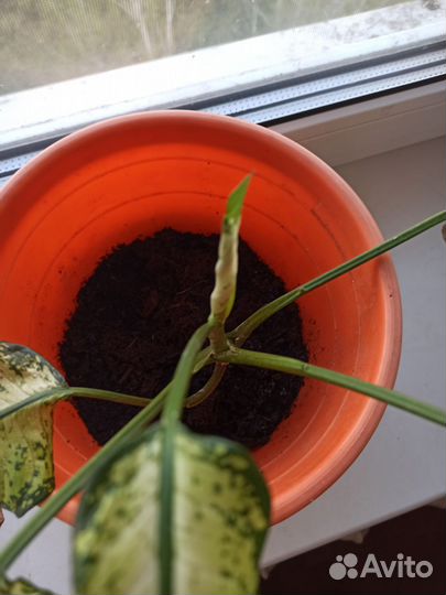 Диффенбахия