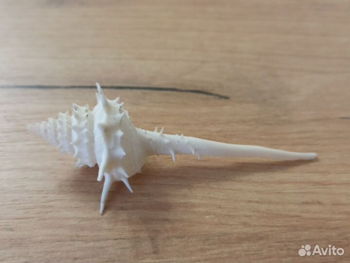 Морская раковина