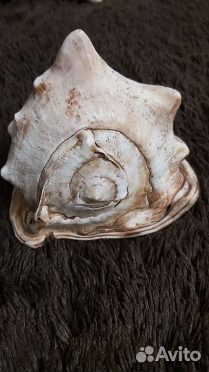 Ракушка большая, океаническая 17 см