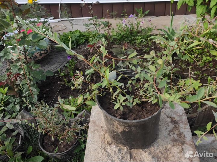 Айва великолепная и декоративные кустарники