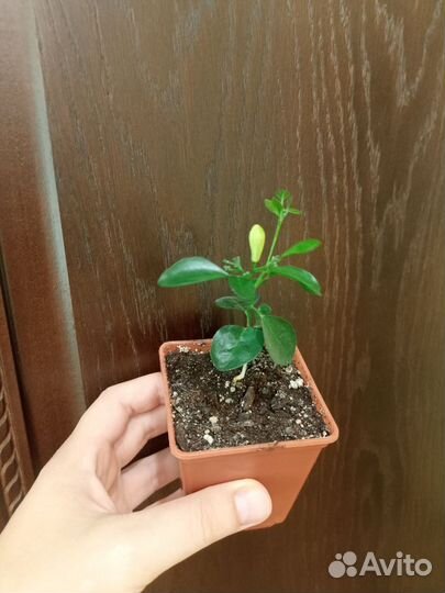 Мурайя цветущая