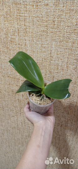 Орхидея phal. Joy Spring Tina Anaconda