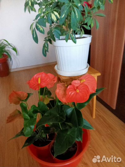 Антуриум,или мужское счастье