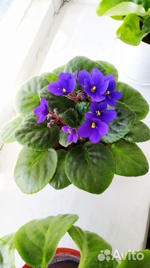 Фиалка цветущая