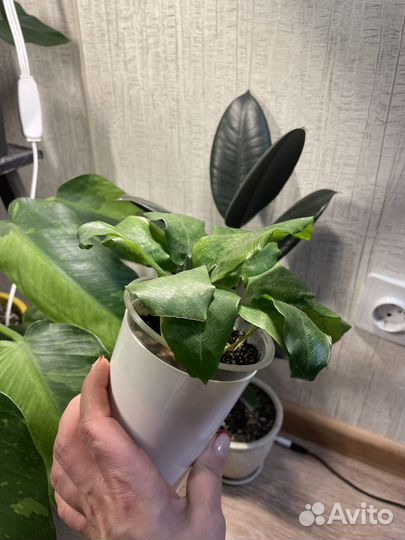 Калатея Нетворк