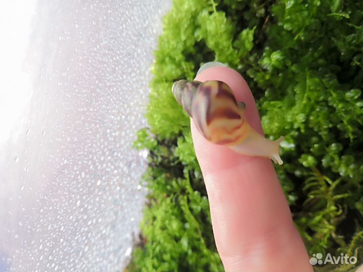 Улитки ахатины ретикулята